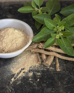 Ashwagandha para Hombres: El Impacto Directo en la Testosterona, la Fuerza y la Reducción del Estrés
