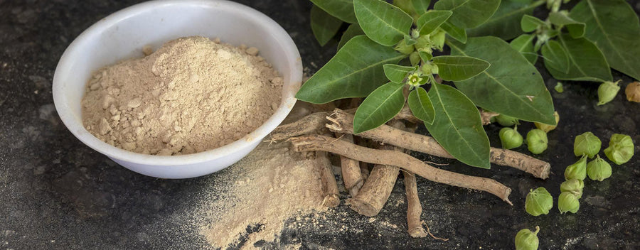 Ashwagandha para Hombres: El Impacto Directo en la Testosterona, la Fuerza y la Reducción del Estrés