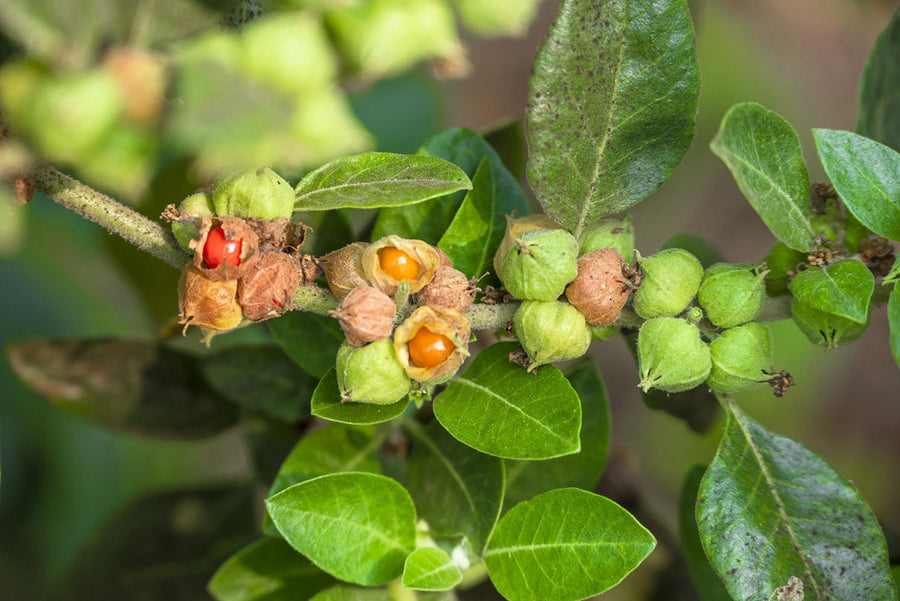 Ashwagandha: descubre sus poderosas propiedades y los 5 beneficios clave para la salud física y mental