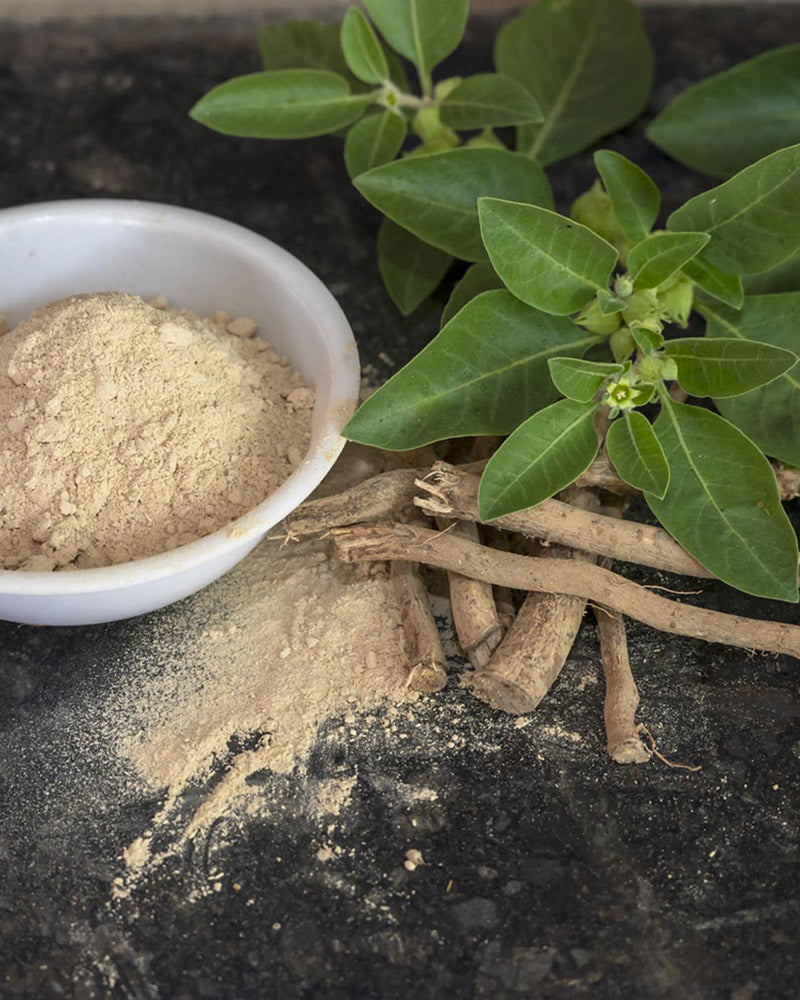Ashwagandha KSM-66: la evidencia detrás del mejor extracto para reducir el estrés y aumentar tu fuerza