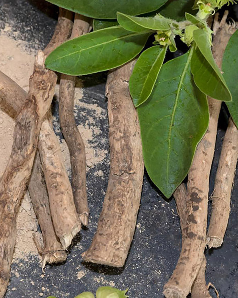 La raíz antiestrés: qué es la ashwagandha y cómo normaliza los niveles de cortisol