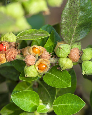 Ashwagandha: descubre sus poderosas propiedades y los 5 beneficios clave para la salud física y mental