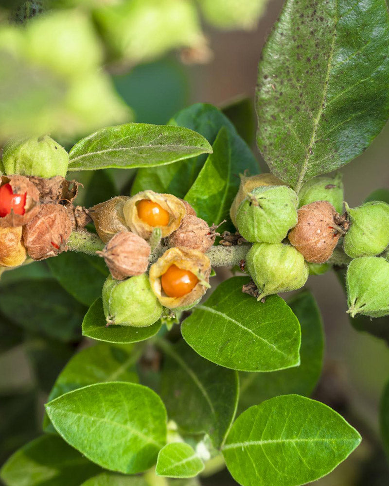 Ashwagandha: descubre sus poderosas propiedades y los 5 beneficios clave para la salud física y mental
